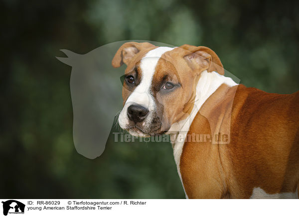 junger American Staffordshire Terrier / young American Staffordshire Terrier / RR-86029