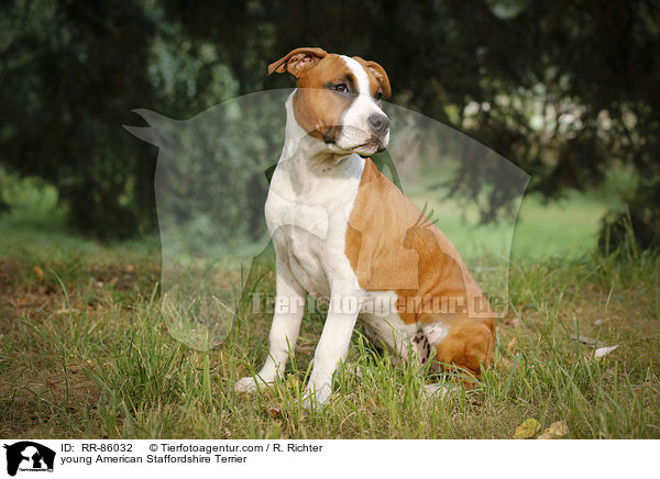 junger American Staffordshire Terrier / young American Staffordshire Terrier / RR-86032
