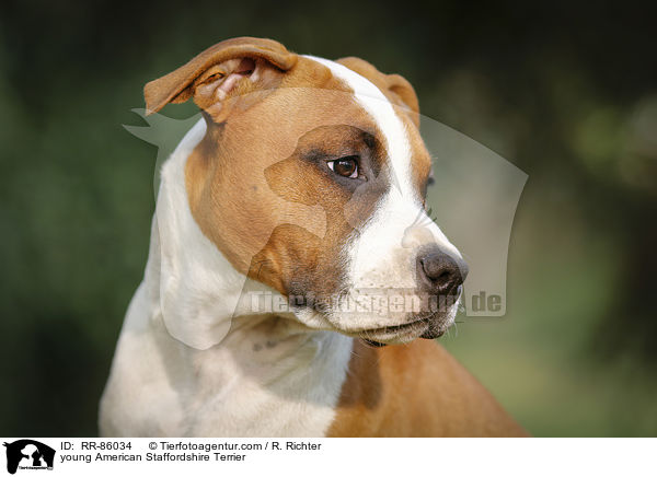 junger American Staffordshire Terrier / young American Staffordshire Terrier / RR-86034