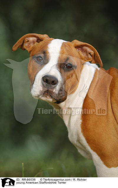 junger American Staffordshire Terrier / young American Staffordshire Terrier / RR-86036