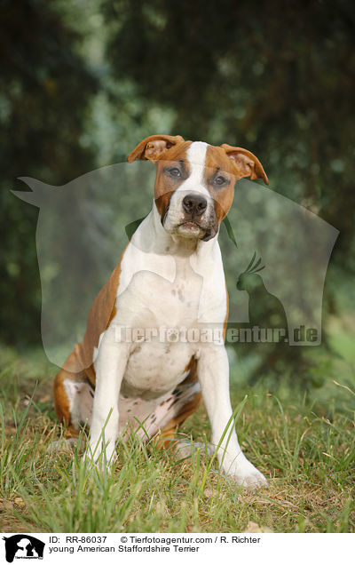 junger American Staffordshire Terrier / young American Staffordshire Terrier / RR-86037