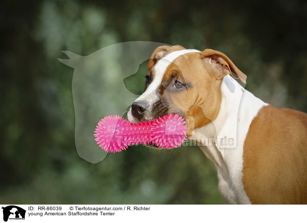 junger American Staffordshire Terrier / young American Staffordshire Terrier / RR-86039