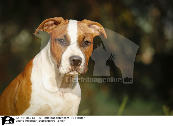 junger American Staffordshire Terrier / young American Staffordshire Terrier / RR-86043