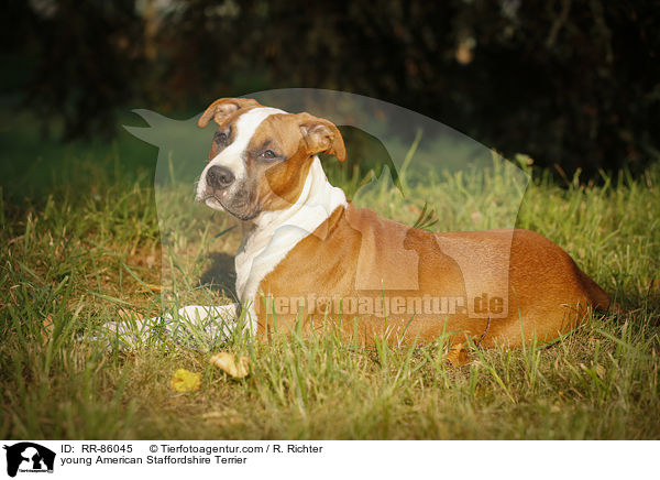 junger American Staffordshire Terrier / young American Staffordshire Terrier / RR-86045