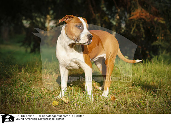 junger American Staffordshire Terrier / young American Staffordshire Terrier / RR-86046