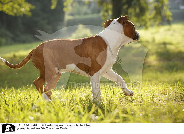 junger American Staffordshire Terrier / young American Staffordshire Terrier / RR-86048