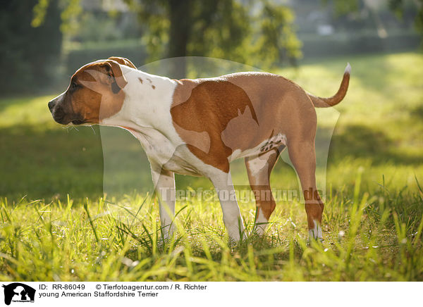 junger American Staffordshire Terrier / young American Staffordshire Terrier / RR-86049