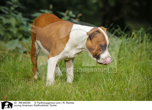 junger American Staffordshire Terrier / young American Staffordshire Terrier / RR-86090