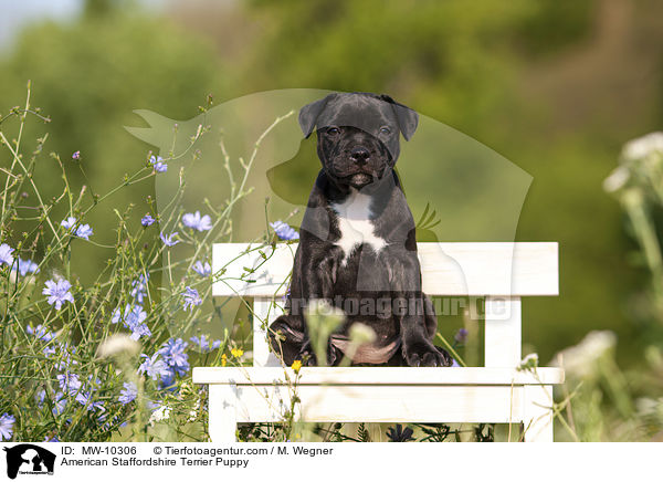American Staffordshire Terrier Puppy / MW-10306