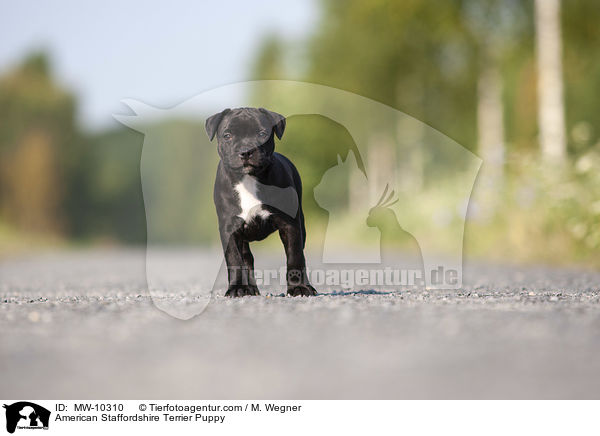American Staffordshire Terrier Puppy / MW-10310