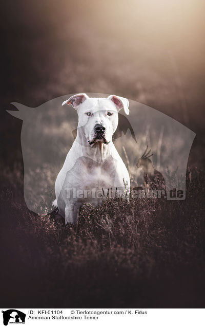 American Staffordshire Terrier / KFI-01104