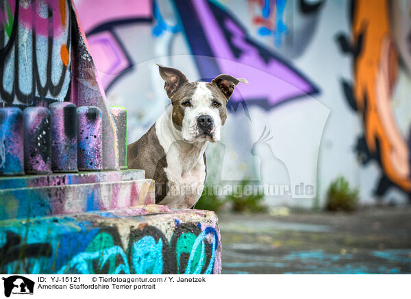 American Staffordshire Terrier portrait / YJ-15121