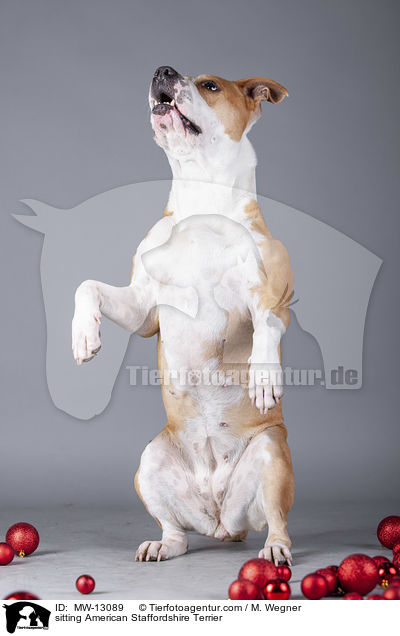 sitting American Staffordshire Terrier / MW-13089
