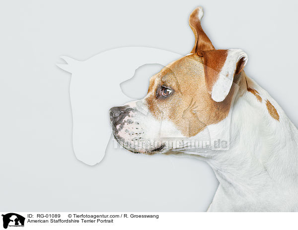 American Staffordshire Terrier Portrait / RG-01089