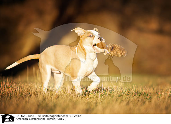 American Staffordshire Terrier Puppy / SZ-01363