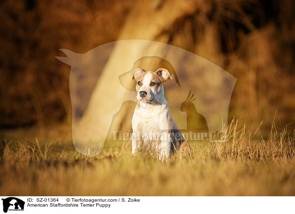 American Staffordshire Terrier Puppy / SZ-01364