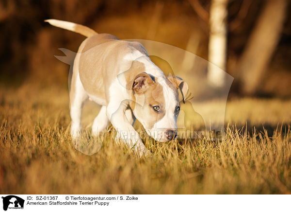 American Staffordshire Terrier Puppy / SZ-01367
