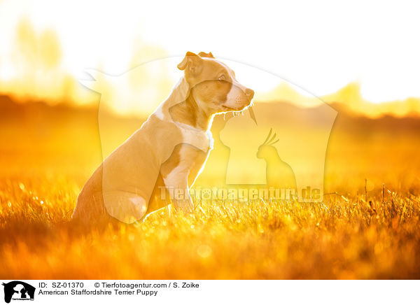 American Staffordshire Terrier Puppy / SZ-01370