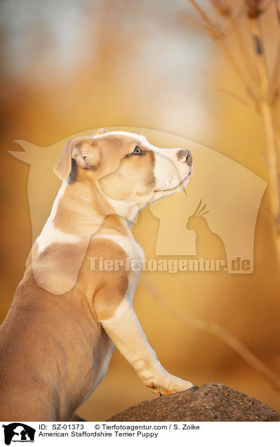 American Staffordshire Terrier Puppy / SZ-01373