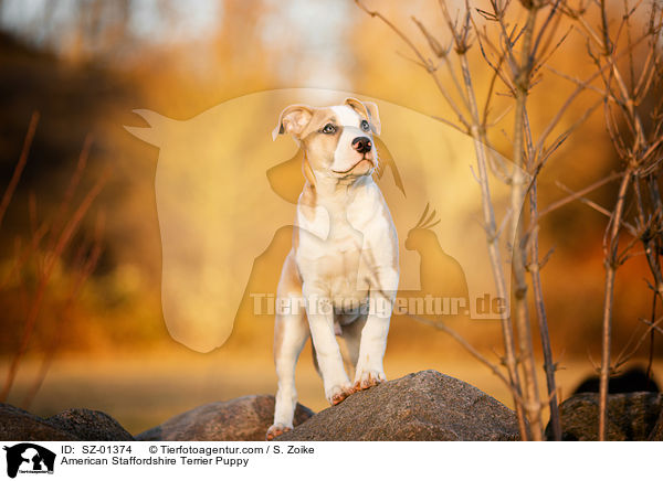 American Staffordshire Terrier Welpe / American Staffordshire Terrier Puppy / SZ-01374