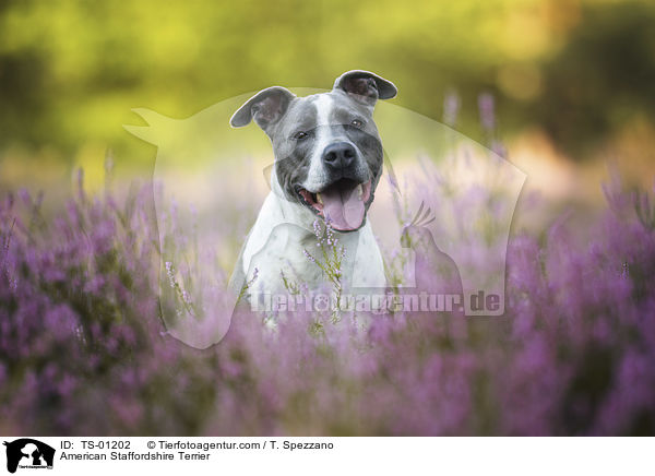 American Staffordshire Terrier / American Staffordshire Terrier / TS-01202