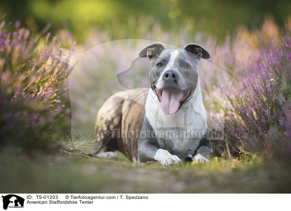 American Staffordshire Terrier / American Staffordshire Terrier / TS-01203