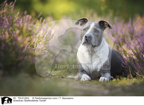 American Staffordshire Terrier / American Staffordshire Terrier / TS-01204
