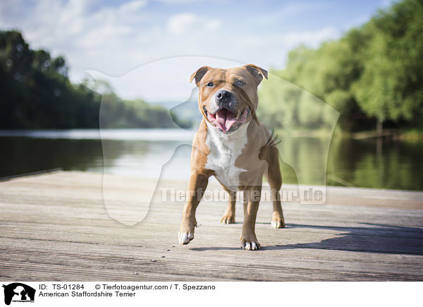 American Staffordshire Terrier / TS-01284
