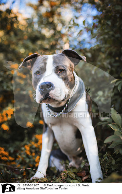 sitting American Staffordshire Terrier / STM-01207