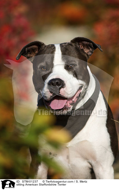 sitting American Staffordshire Terrier / STM-01237