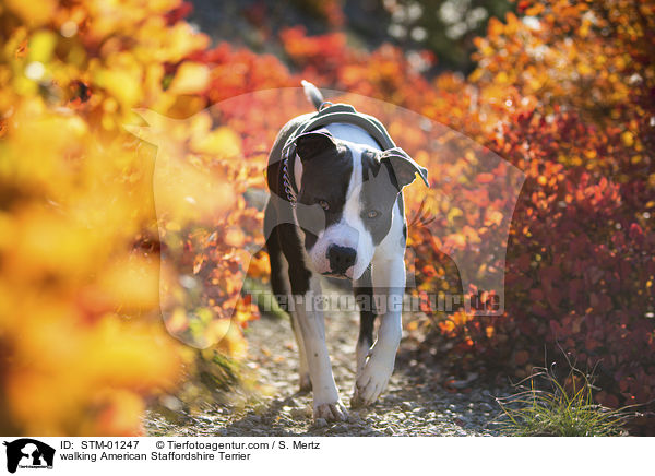 walking American Staffordshire Terrier / STM-01247