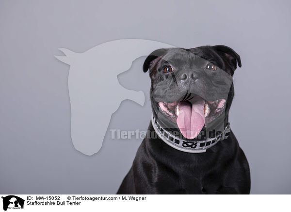 Staffordshire Bull Terrier / MW-15052