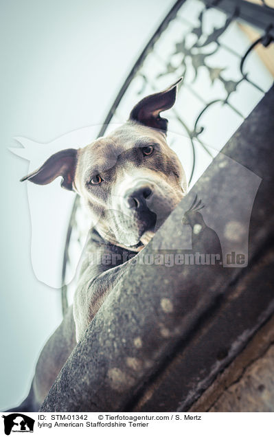 lying American Staffordshire Terrier / STM-01342