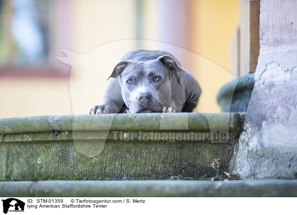 lying American Staffordshire Terrier / STM-01359