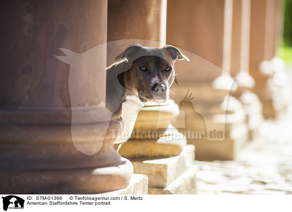 American Staffordshire Terrier portrait / STM-01366