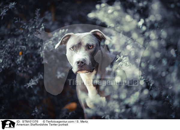 American Staffordshire Terrier portrait / STM-01376