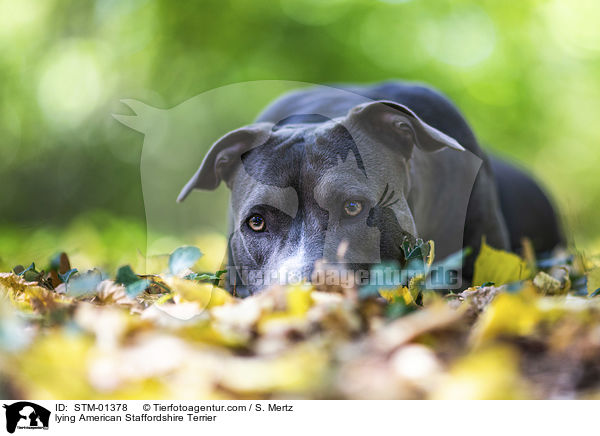 lying American Staffordshire Terrier / STM-01378