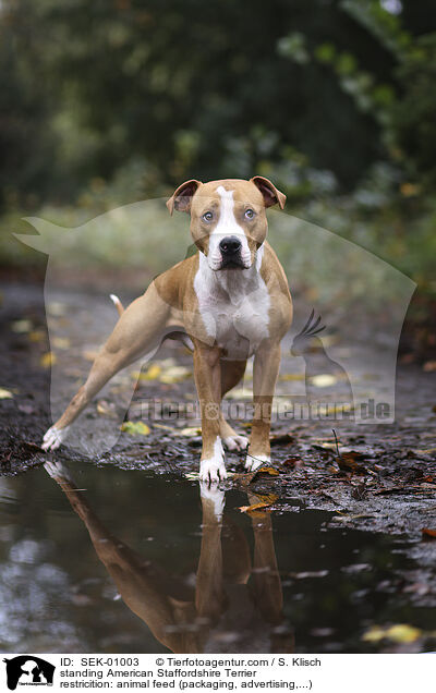 standing American Staffordshire Terrier / SEK-01003