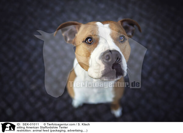 sitting American Staffordshire Terrier / SEK-01011
