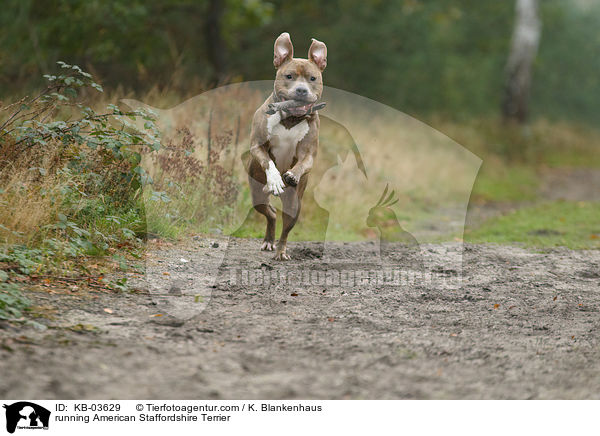 running American Staffordshire Terrier / KB-03629