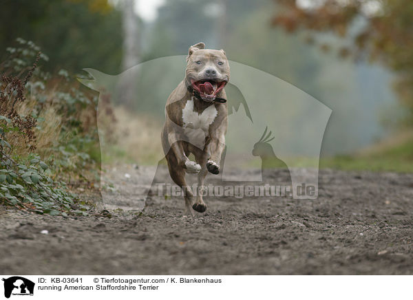 running American Staffordshire Terrier / KB-03641