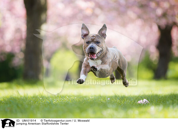jumping American Staffordshire Terrier / UM-01914