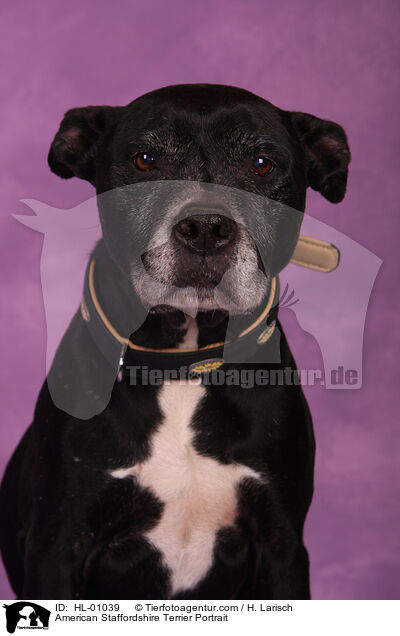 American Staffordshire Terrier Portrait / HL-01039