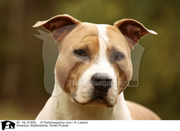 American Staffordshire Terrier Portrait / HL-01800