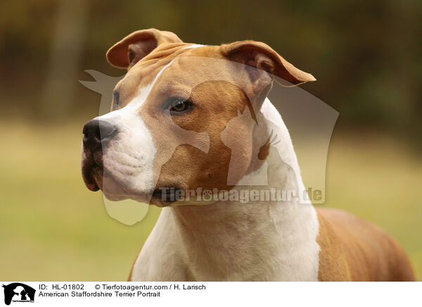 American Staffordshire Terrier Portrait / HL-01802