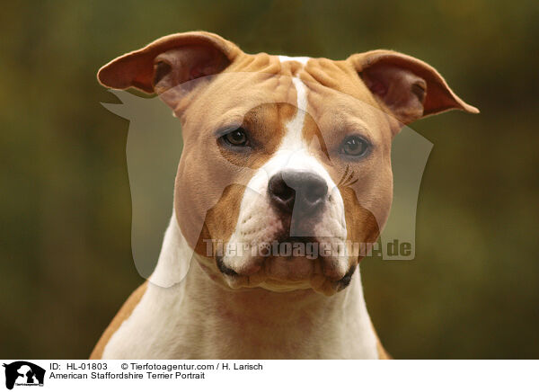 American Staffordshire Terrier Portrait / HL-01803