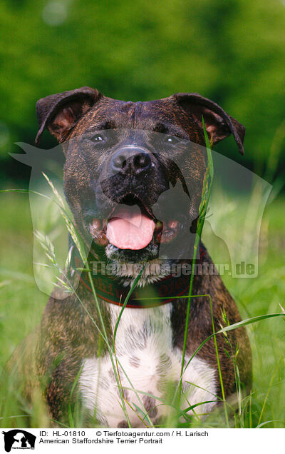 American Staffordshire Terrier Portrait / HL-01810