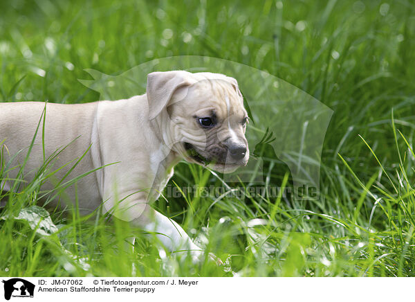 American Staffordshire Terrier Welpe / American Staffordshire Terrier puppy / JM-07062