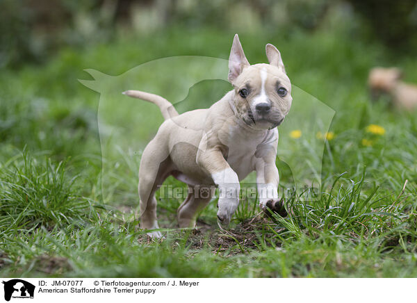 American Staffordshire Terrier Welpe / American Staffordshire Terrier puppy / JM-07077
