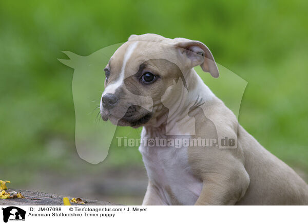 American Staffordshire Terrier Welpe / American Staffordshire Terrier puppy / JM-07098
